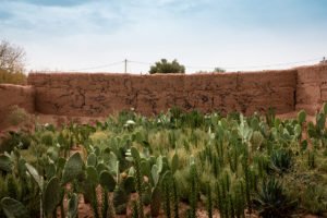 graffiti - garden @ jardin rouge, marrakesh